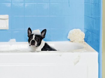 Как мыть собаку шампунем: все правила и секреты