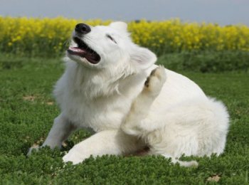 Что делать, если нашли клеща у собаки