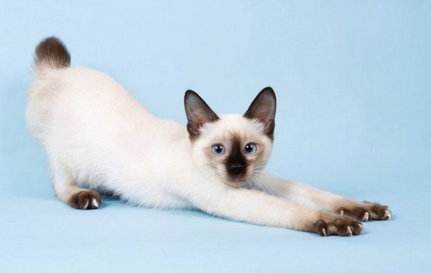 Скиф-тай-дон