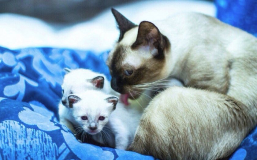 Скиф-тай-дон