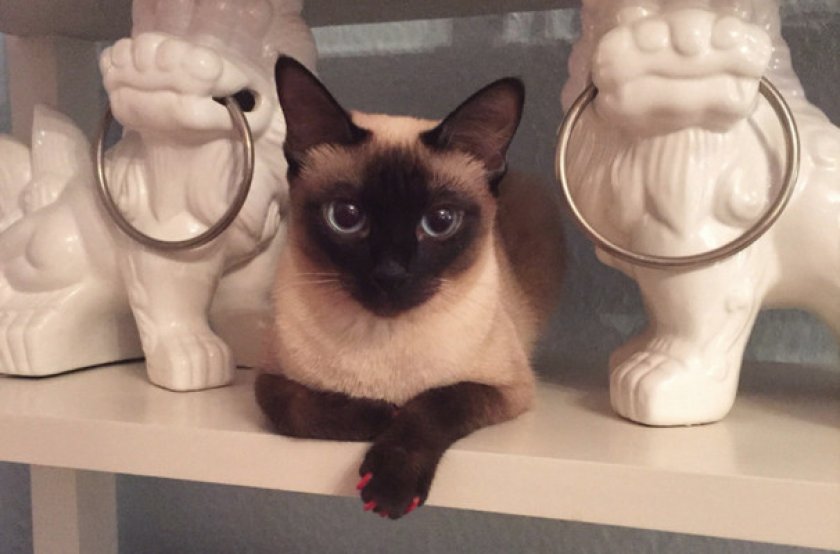 Скиф-тай-дон Скиф-тай-дон