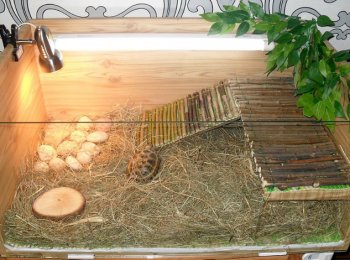 Как сделать террариум для черепахи