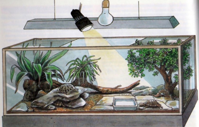 Террариум для черепахи