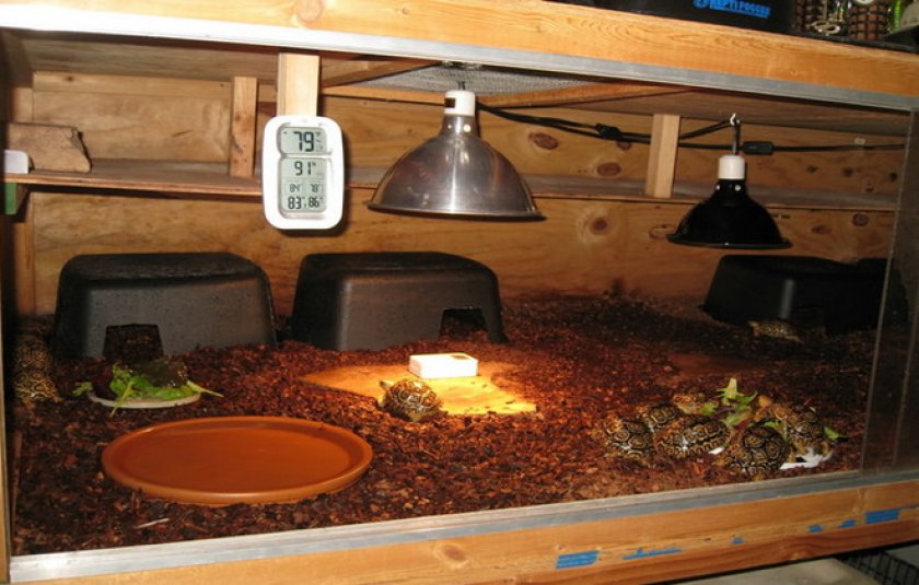 Деревянный террариум