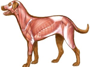 Доклад по теме Анатомія і фізіологія собаки