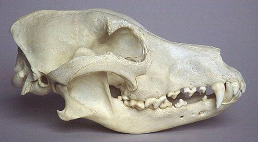 череп череп