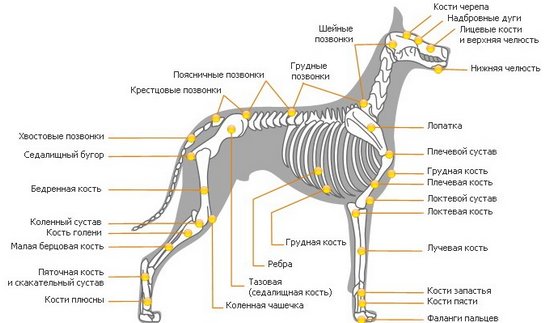 Анатомия собаки: строение скелета и внутренних органов, фото с ...