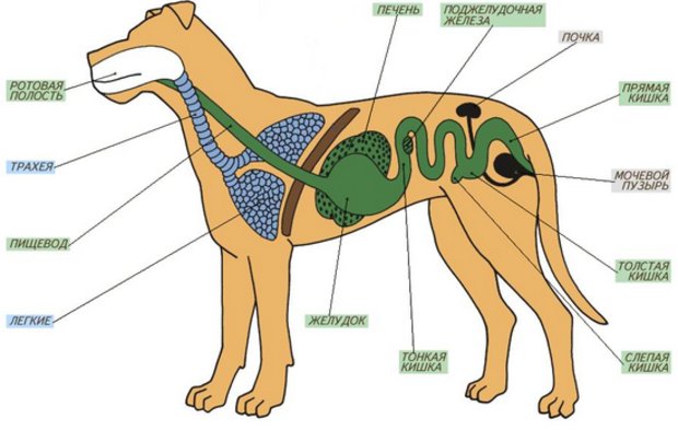 Расположение органов у собаки фото