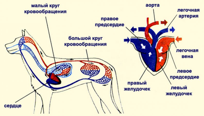 Кровеносная система Кровеносная система