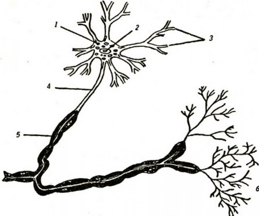 Нервная система Нервная система