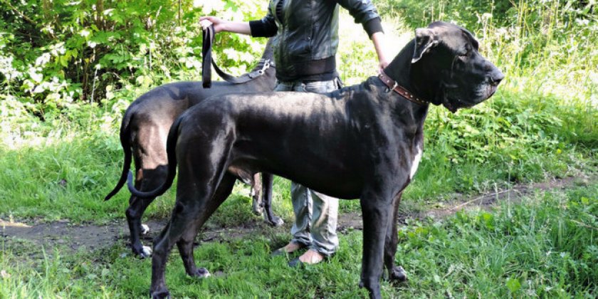 Немецкий дог