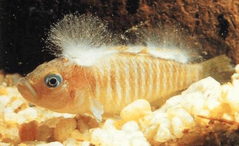 болезни аквариумных рыб