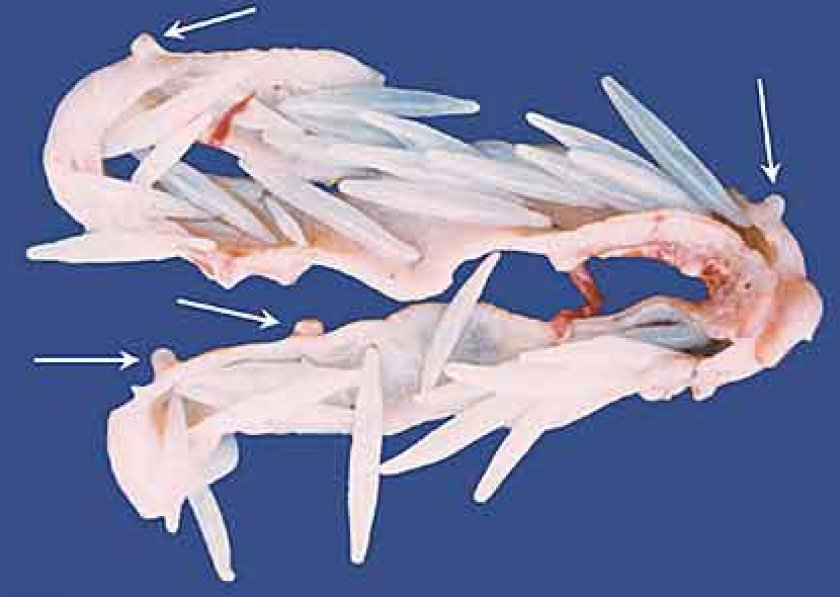 болезни аквариумных рыб