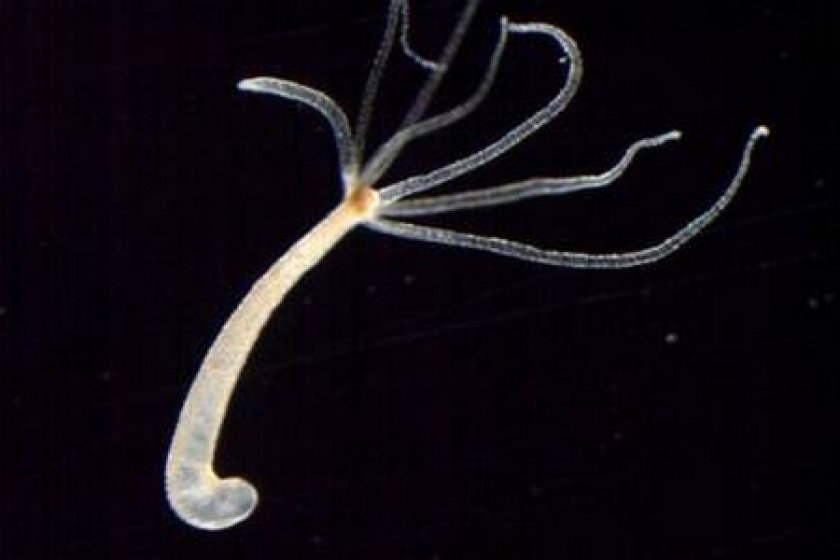 болезни аквариумных рыб