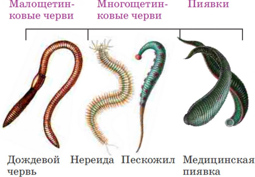 Примеры группы червей. Малощетинковые дождевой червь. Многощетинковые черви пиявки. Представители класса кольчатые черви. Пескожил кольчатые черви.