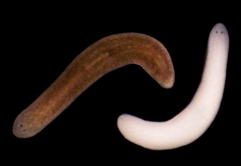 болезни аквариумных рыб