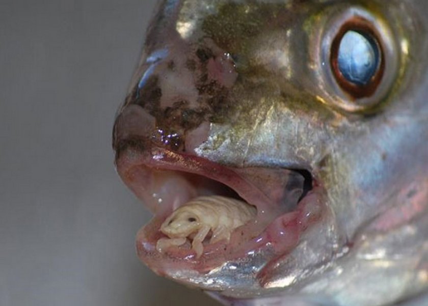 болезни аквариумных рыб