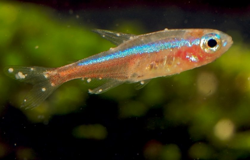 болезни аквариумных рыб