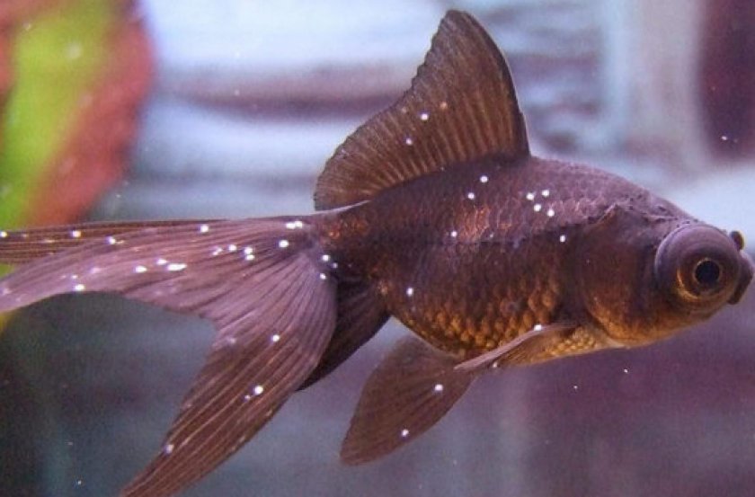 болезни аквариумных рыб