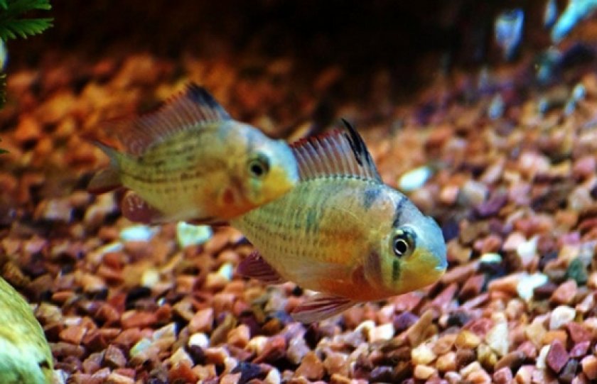 болезни аквариумных рыб