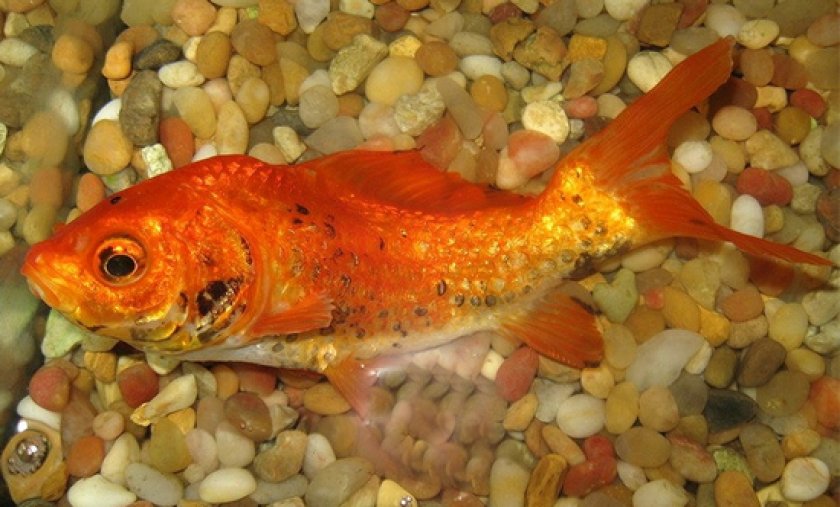 болезни аквариумных рыб