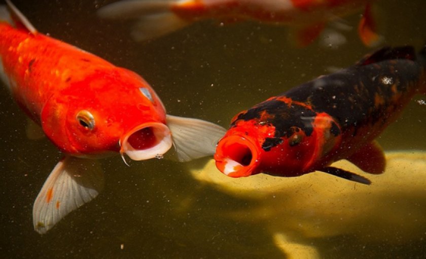 болезни аквариумных рыб