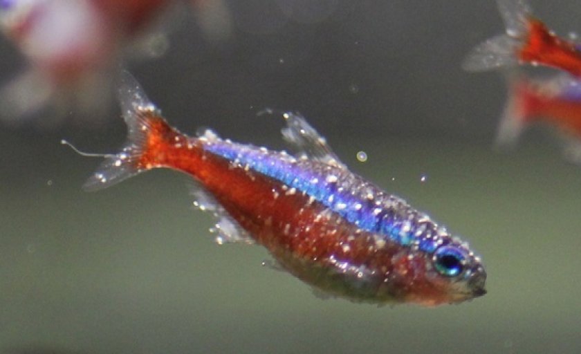 болезни аквариумных рыб