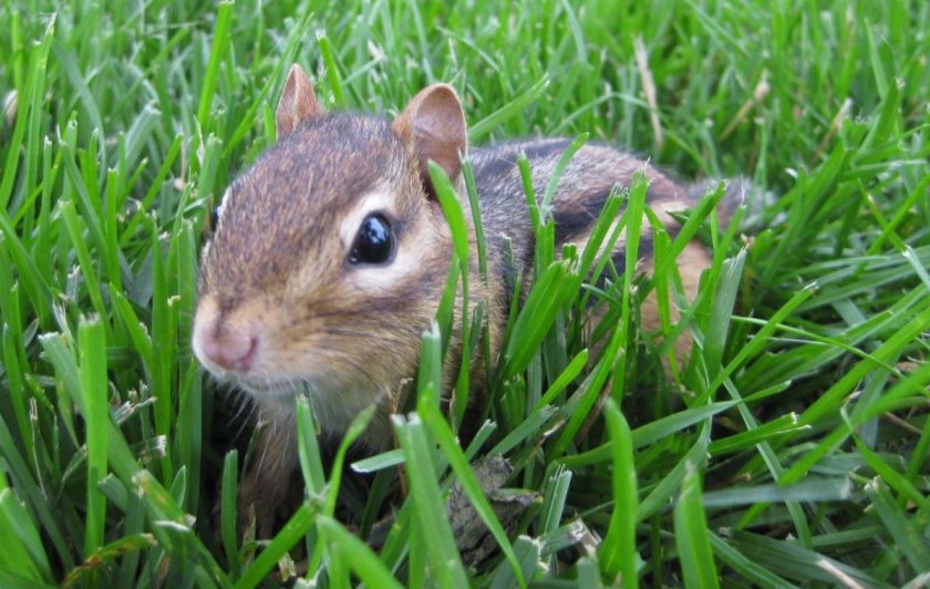 Бурундук Бурундук