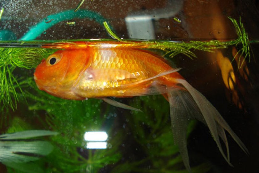 болезни аквариумных рыб