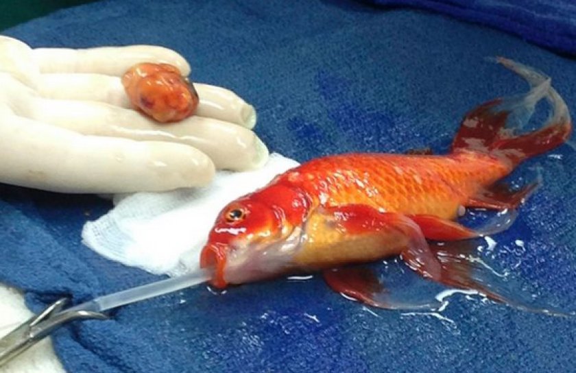 болезни аквариумных рыб