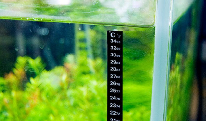 болезни аквариумных рыб