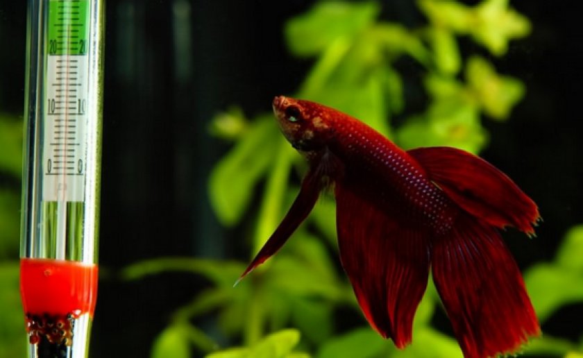 болезни аквариумных рыб