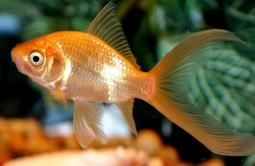 болезни аквариумных рыб