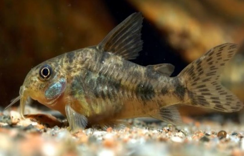 болезни аквариумных рыб