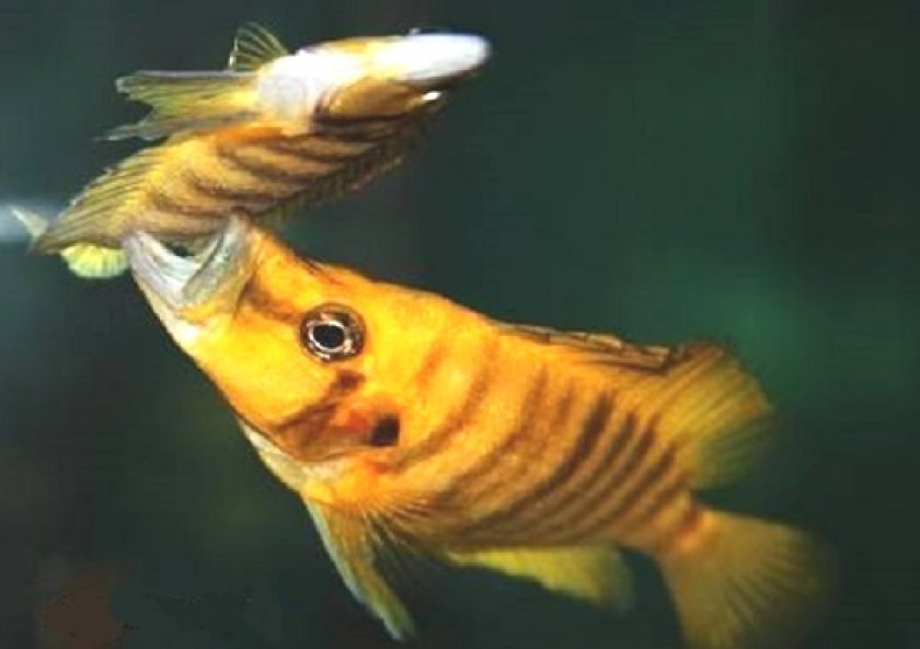 болезни аквариумных рыб