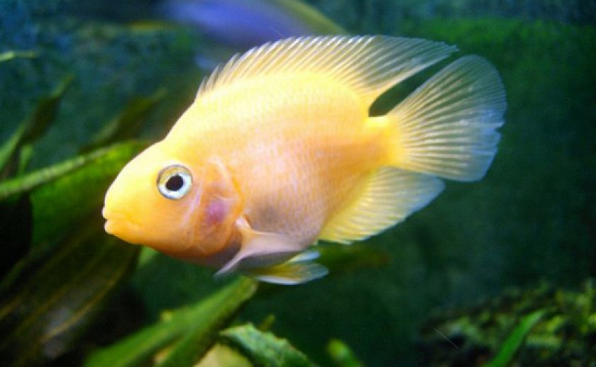 болезни аквариумных рыб