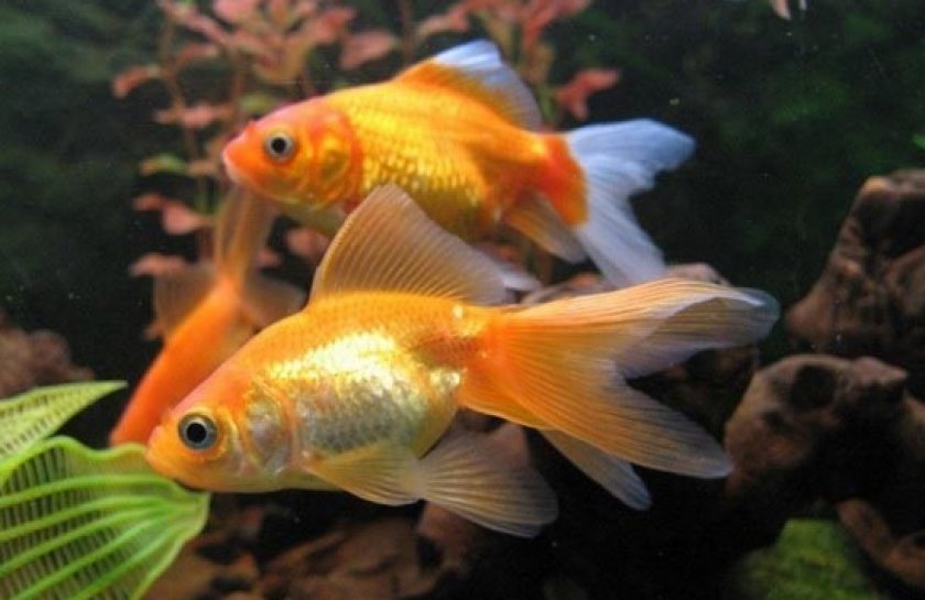болезни аквариумных рыб