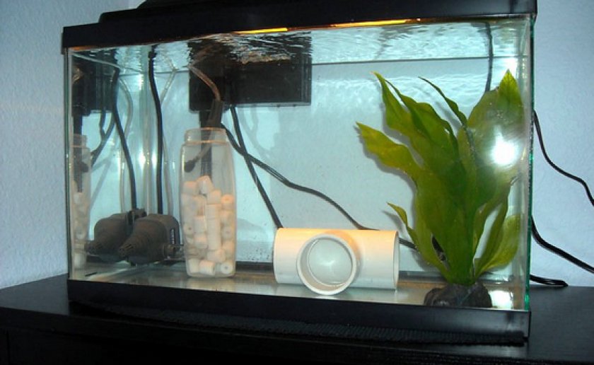 болезни аквариумных рыб