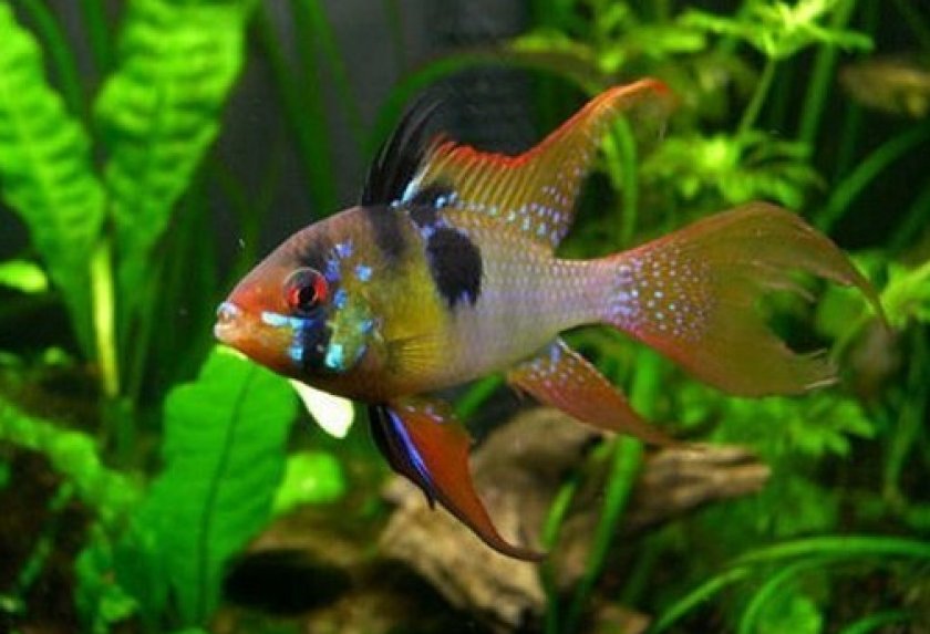 болезни аквариумных рыб