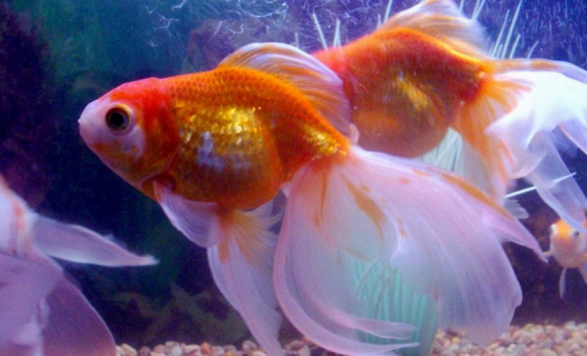 болезни аквариумных рыб