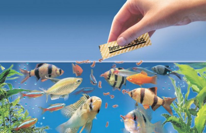 болезни аквариумных рыб