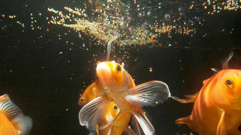 болезни аквариумных рыб