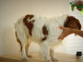 Все самое важное о сухом шампуне для собак