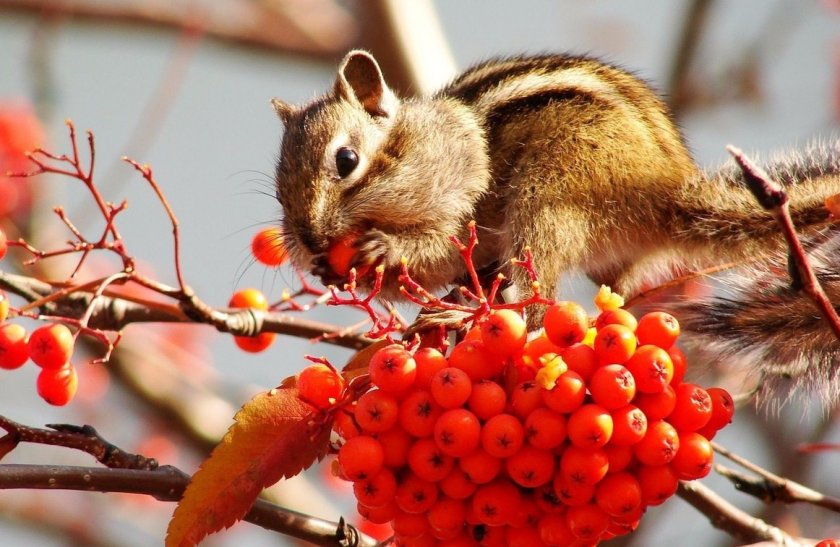 Бурундук Бурундук