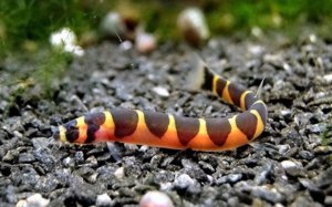 Акантофтальмус Кюля