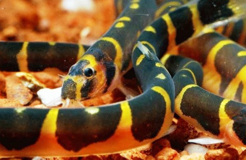 Акантофтальмус Кюля