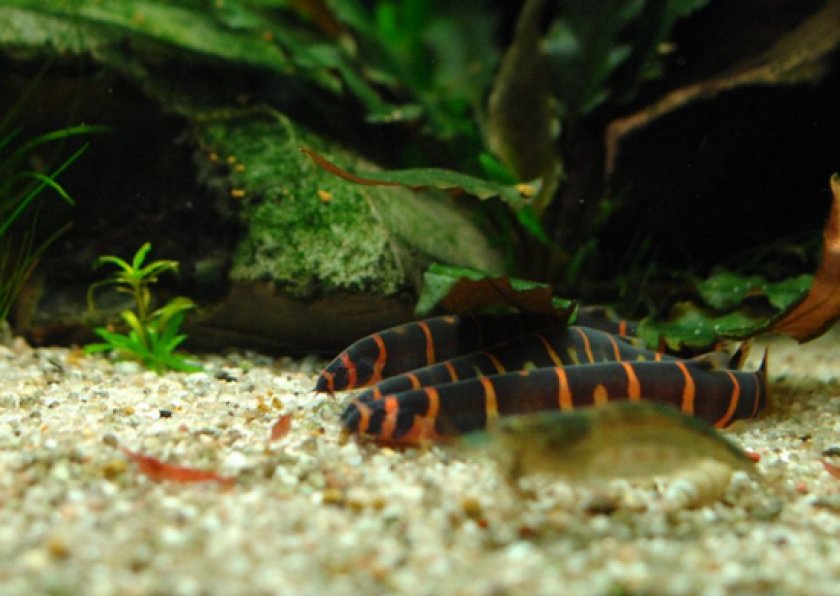 Акантофтальмус Кюля