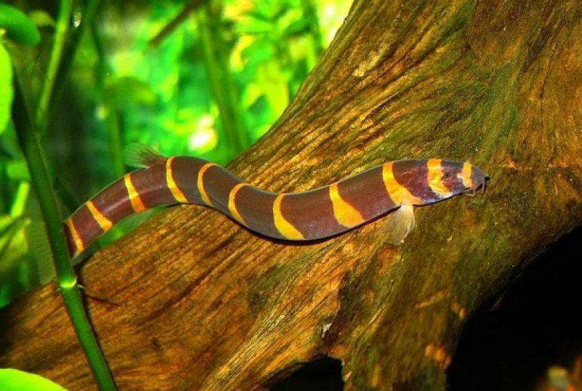 Акантофтальмус Кюля