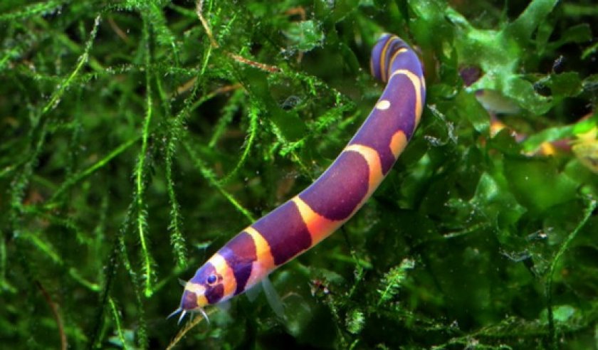 Акантофтальмус Кюля