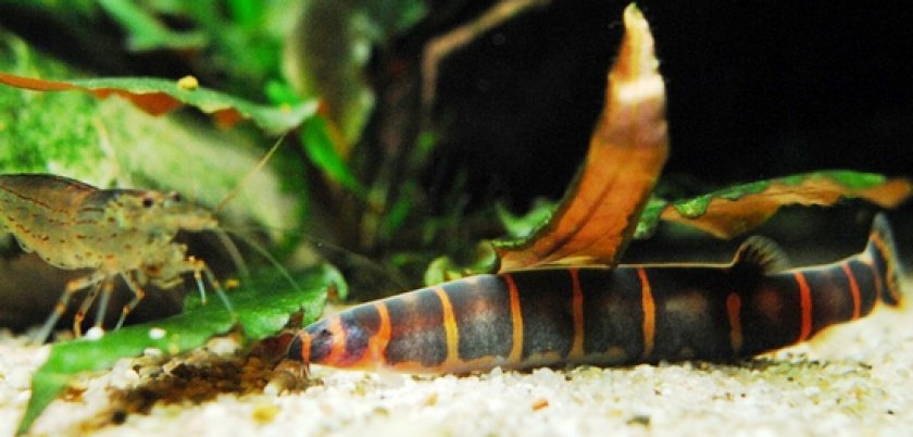 Акантофтальмус Кюля